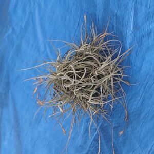 Large Air Plant Ball